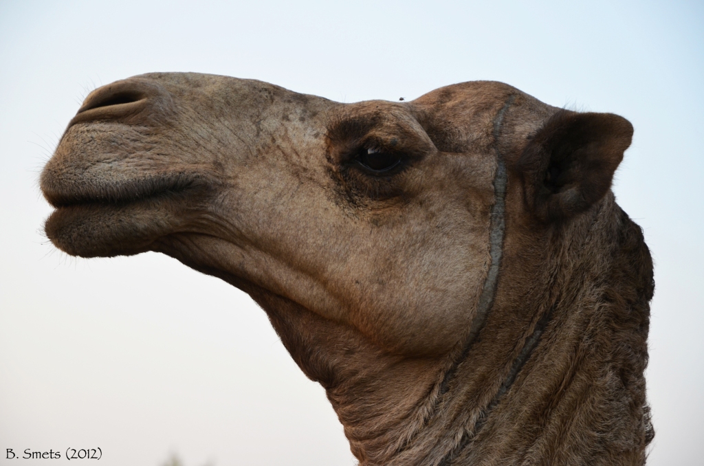 "Giscard d'Estaing" Style Camel. Ethiopia, January 2012