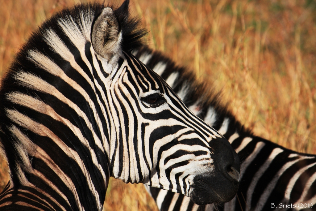 Zebras in savanna. South Africa, July 2011