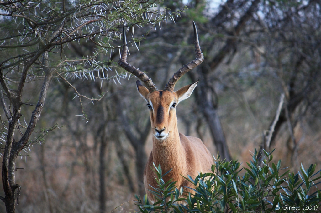Antilope in the bush of Hluhluwe-Umfolozi. South Africa, July 2011